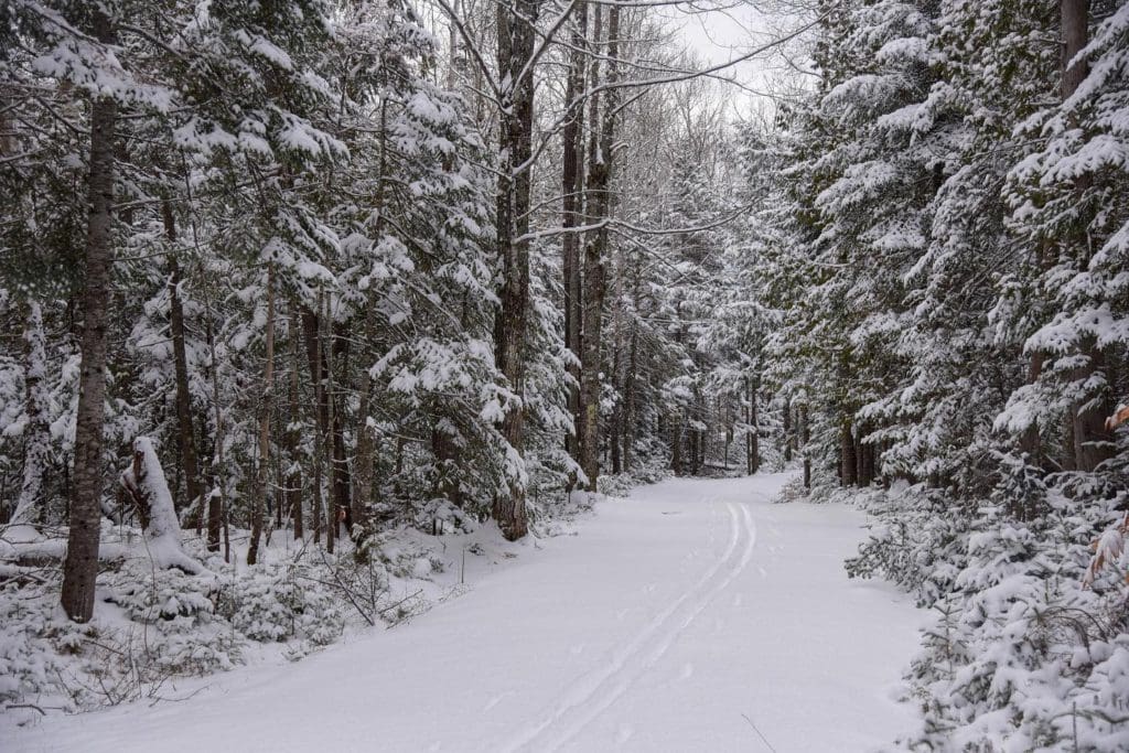 A snowy trail along the Maine Hut Trail, with snow-laden trees flanking both sides of the trail. This is an important tip on our family guide to skiing the Maine Huts and Trails. 