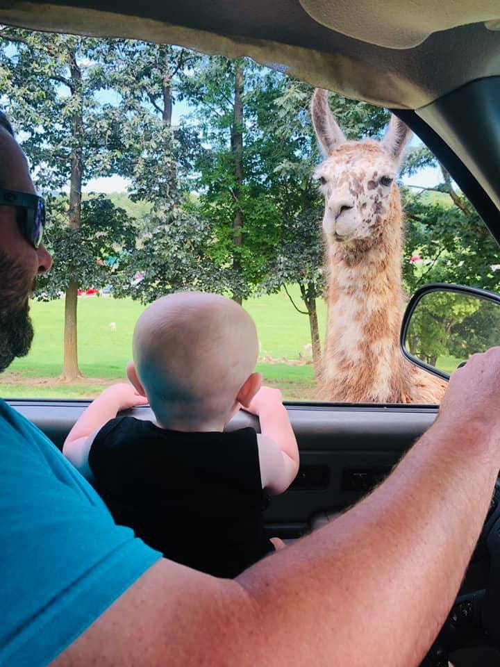 Toddler in a car watching lama