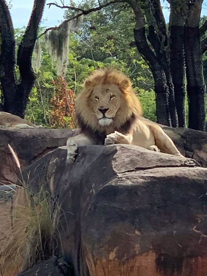 Lion sitting in a big rock in Kilamanjaro-Safari