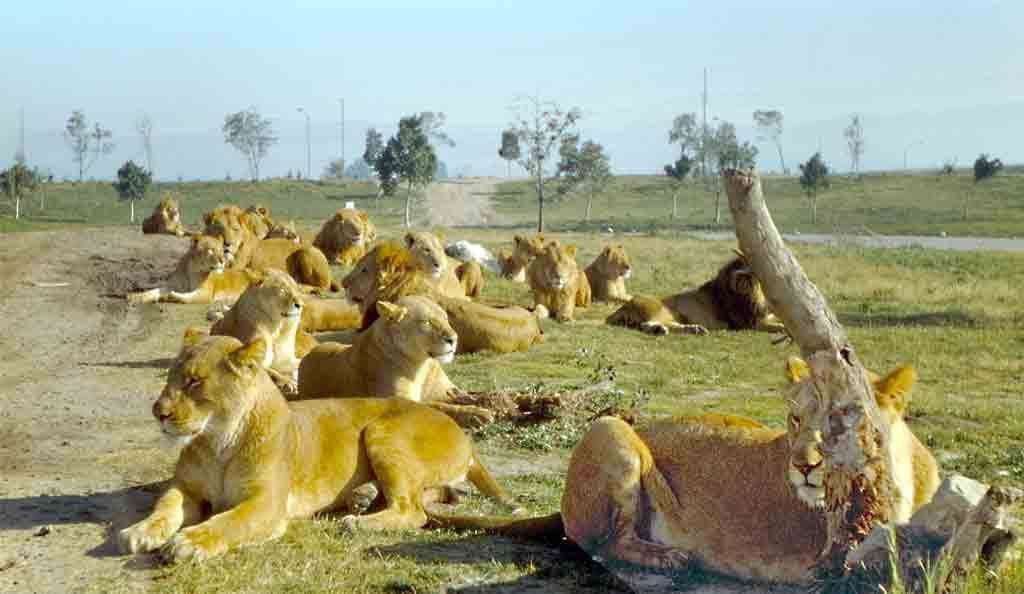 Several lions lounge on the grass at the Lion Country Safari, one of the best East Coast Safaris for Families.