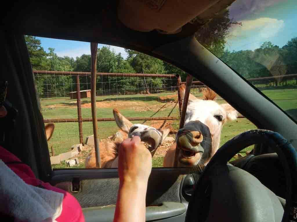 A hand feeds a horse out a car window at the Pine Mountain Wild Animal Safari, one of the best East Coast Safaris for Families.