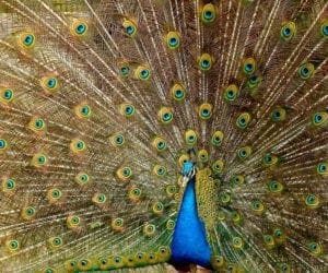 Blue peacock with colorful green wings
