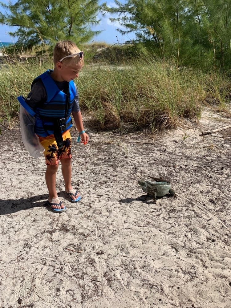 A child standing in the sand in Turks and Caicos, looking at an iguana.