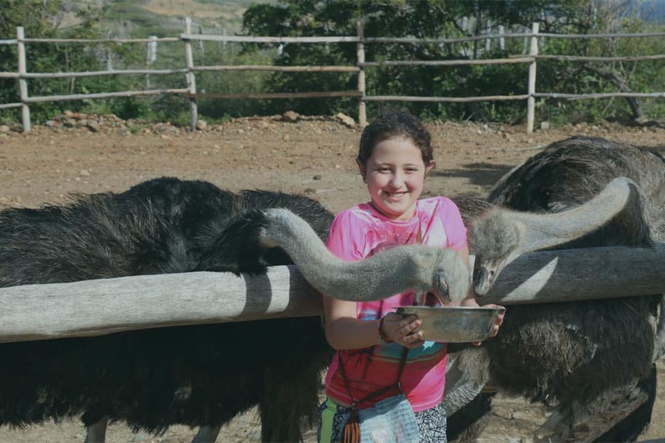 A young girl holds a bowl of food while two ostriches lean over a fence to eat from the bowl.