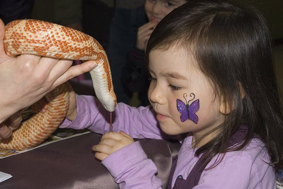 A child with a purple butterfly painted on her cheek looks at a large yellow snake, held by a staff member at the Ecomuseum, one of the best Things To Do in Montreal with Kids.