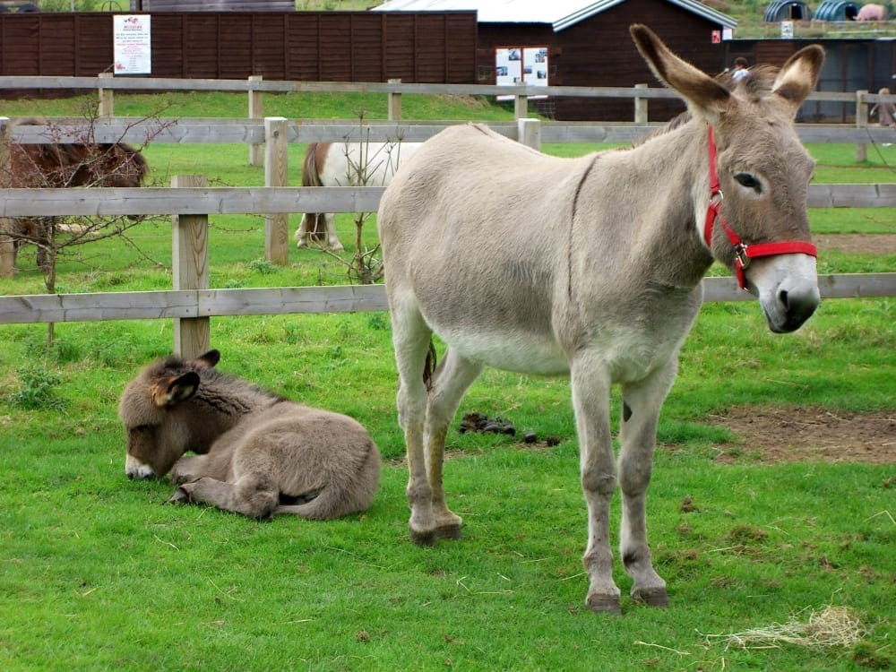 Donkey sanctuary (Photo from Wikimedia Commons)