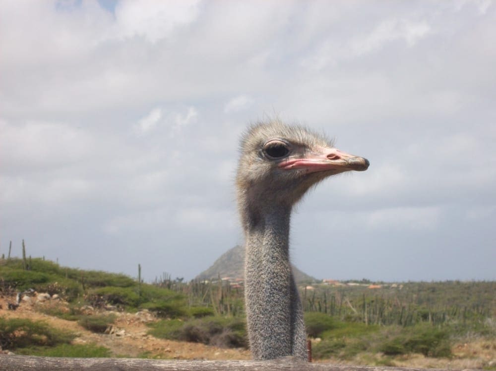 Aruba with Kids Itinerary Aruba Ostrich Farm (Photo from NeedPix)