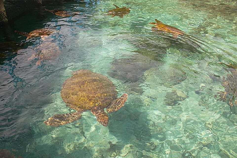Large sea turtles swim underwater off the coast of the Rosario Islands.