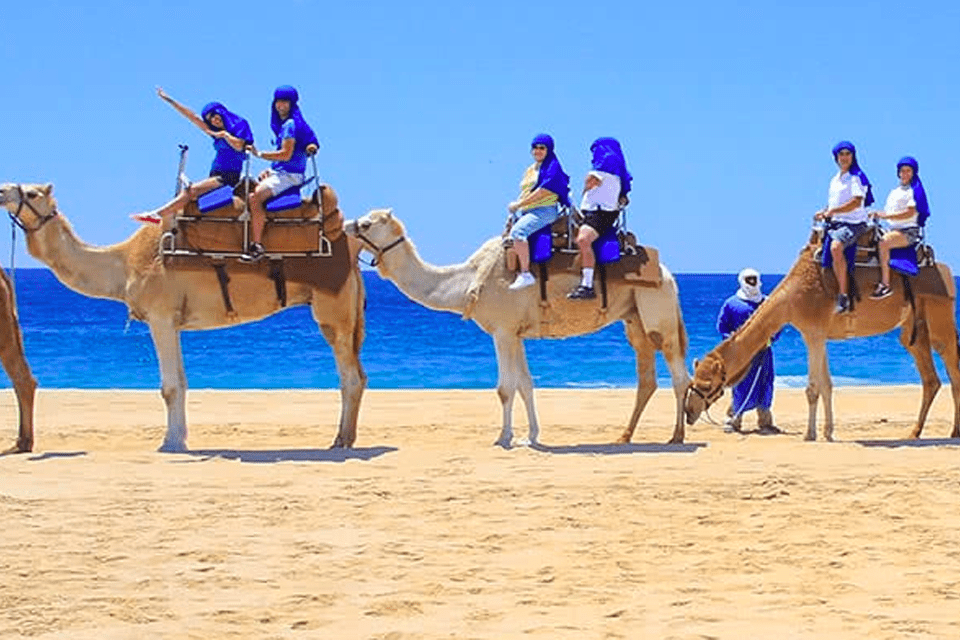 Three camels with two passangers each on a Camel Tour in Los Cabos.