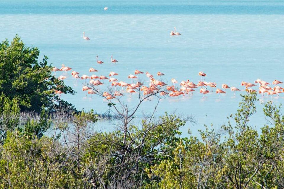 Dozens of flamingos in the water off a tree-lined shore in Turks and Caicos.