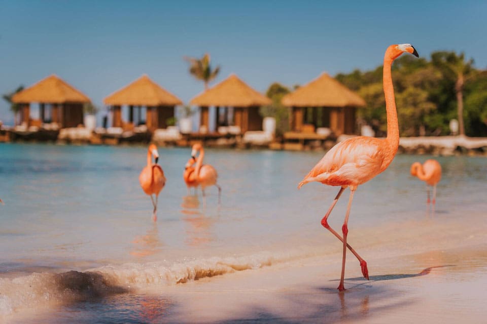 Four pink flamingos walking along the shore at the Renaissance Aruba Resort & Casino.