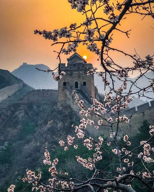 A view of one of the watch towers of the Great Wall of China behind a cherry blossom branch, while the sun sets in the background.