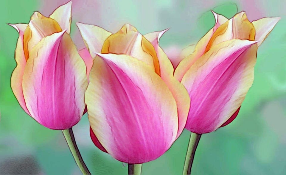 Watercolor drawing of three pink and yellow tulips.