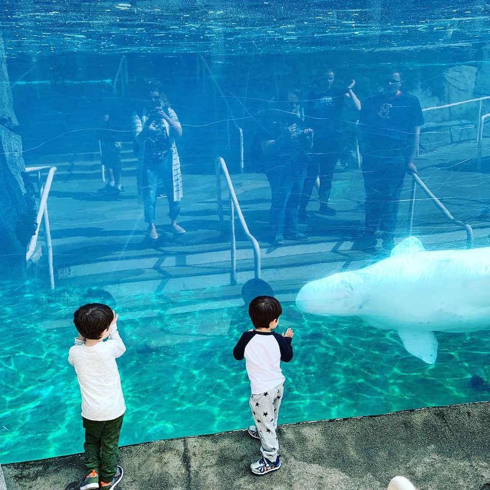 Two little boys looking at a whale in an exhibit in Mystic CT.