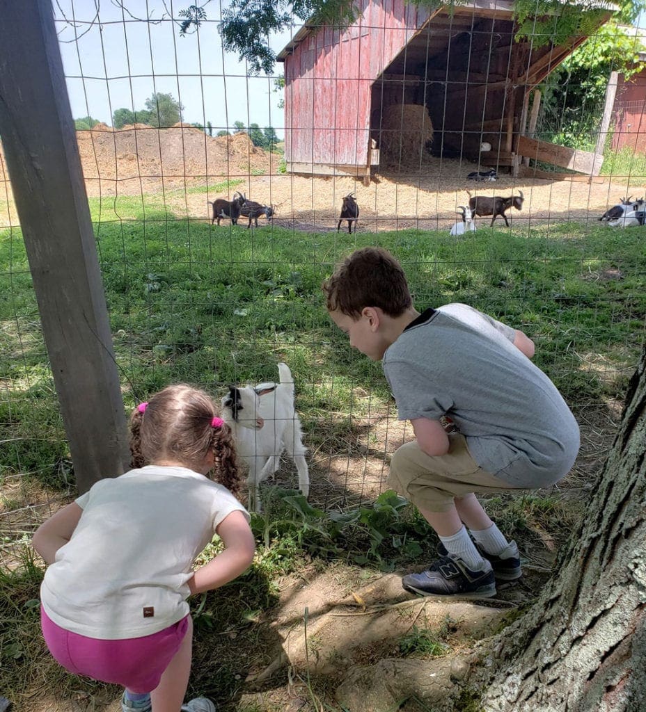 Kids in the animal farm in Rhinebeck