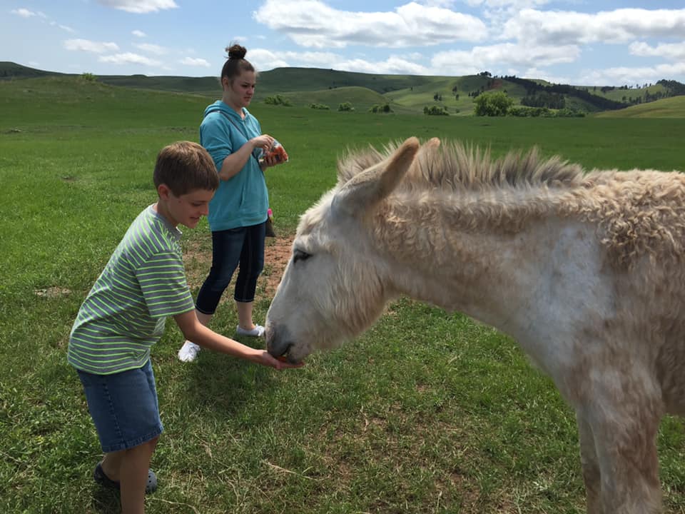 Two kids feeding a donkey in an open filed at Custer State Park in South Dakota. Custer State Park is a must stop on a Black Hills vacation with kids.