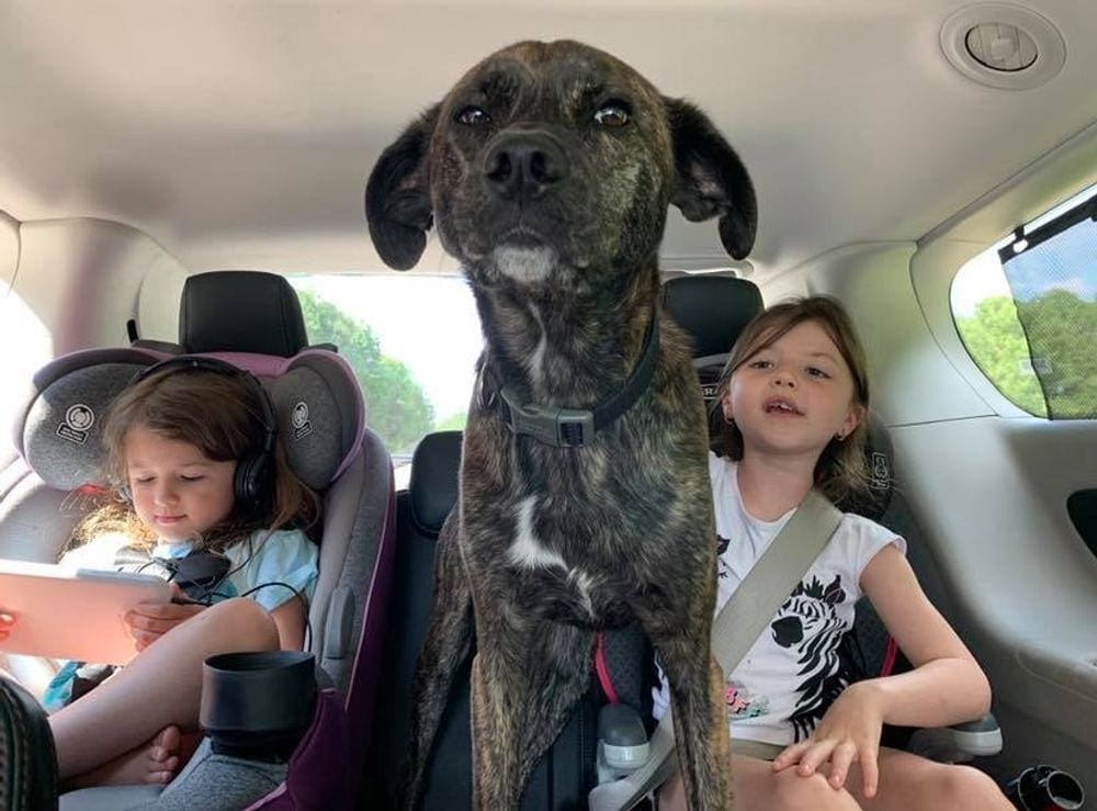 Two young girls and their black dog ride in the backseat of a car.