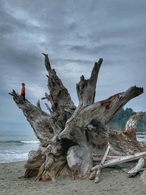 A young child stand atop a large piece of drift wood along the shore in Olympic National Park.