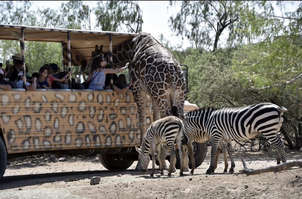 Animals next to the safari jeep at Out of Africa