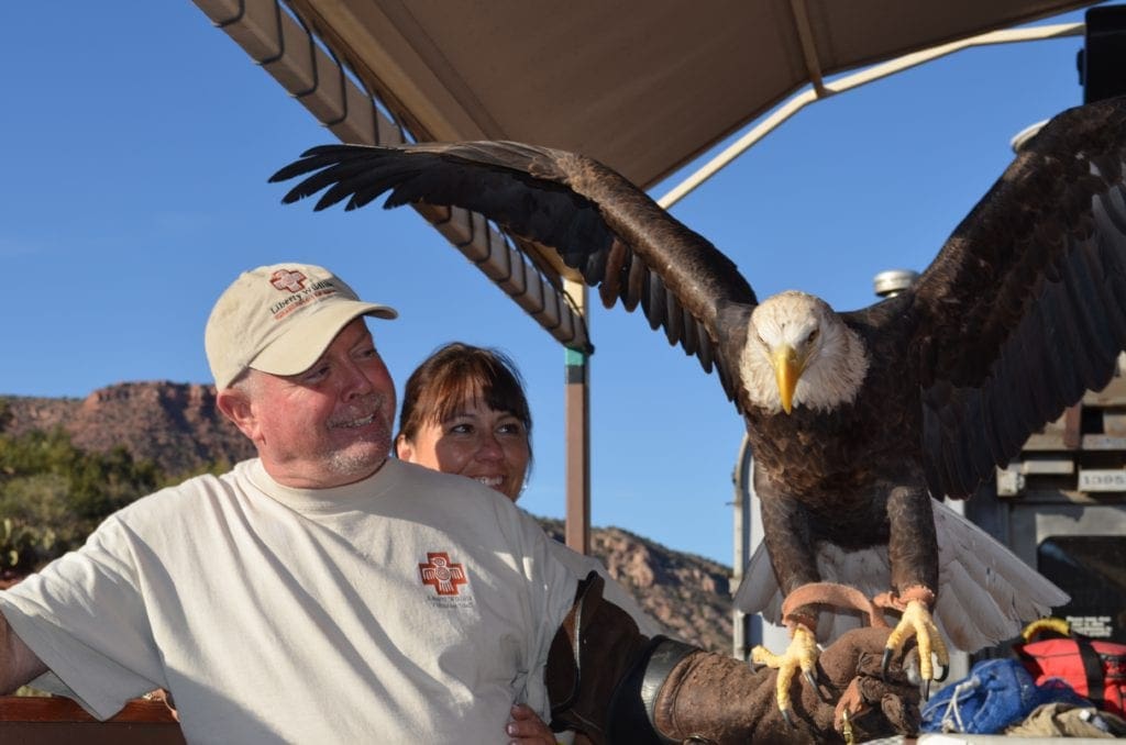 A tourguide holds a bald eagle on a protective glove.