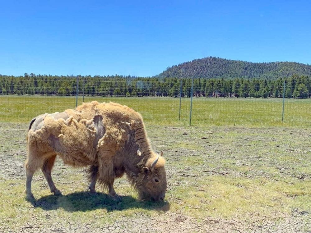 A white bison stands in an open field.