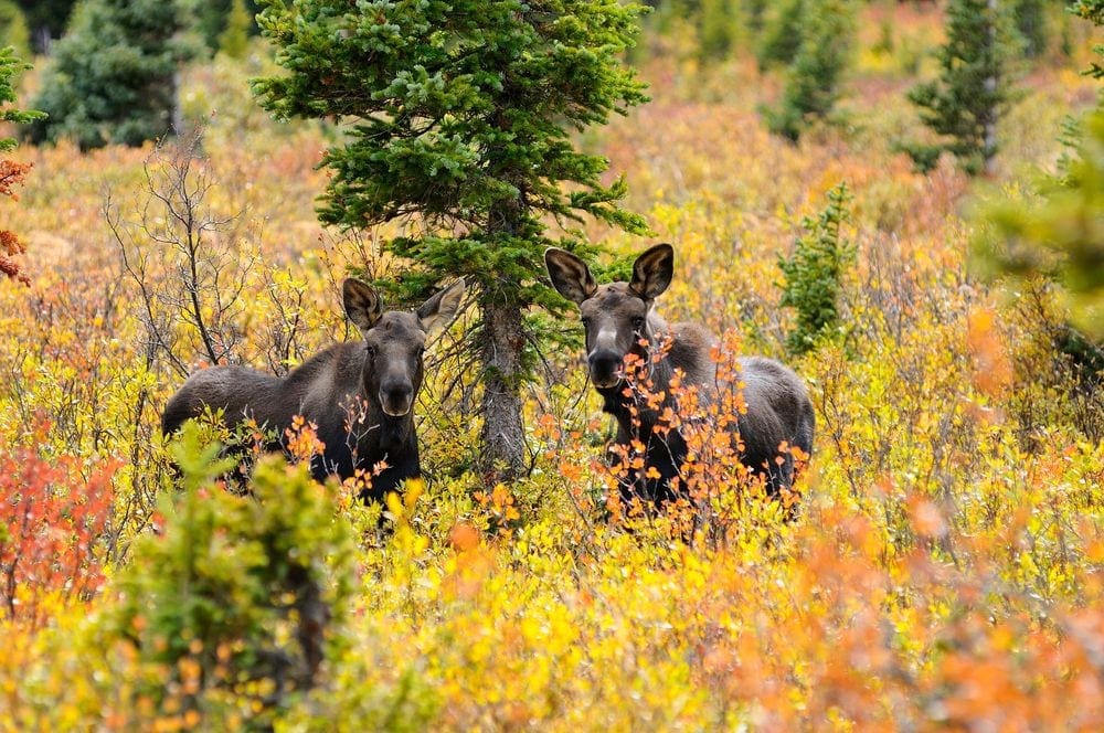 Two young moose stand hiding in a field of golden fall colors.