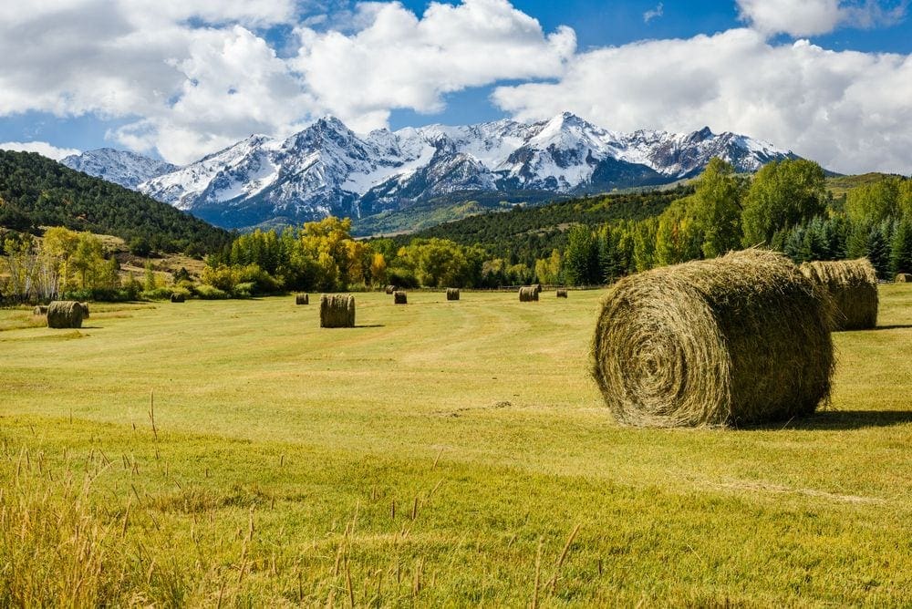 Golden hay bails dot the foreground of a fall day in Colorado, a snow-capped mountain stands silently behind them.