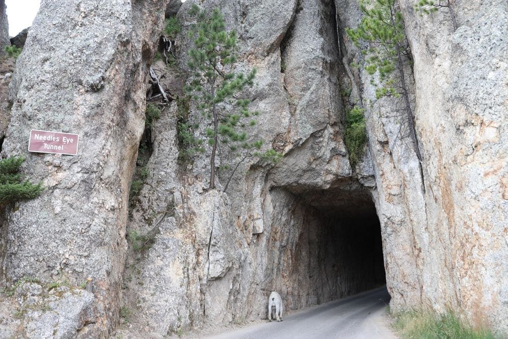 A small goat is entering a tunnel along the Needles Highway. Renting an RV and taking a road trip is a great way to take a socially distant vacation with kids.