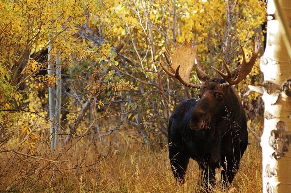 A large bull moose stands proudly amongst birch and aspen trees. The Peak to Peak Highway is one of the best drives to see fall colors in Colorado with kids.