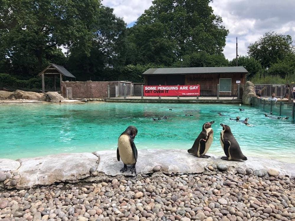 Three penguins play in the foreground, while a pool featuring several other penguins rests behind them at the SEA LIFE Aquarium in London.