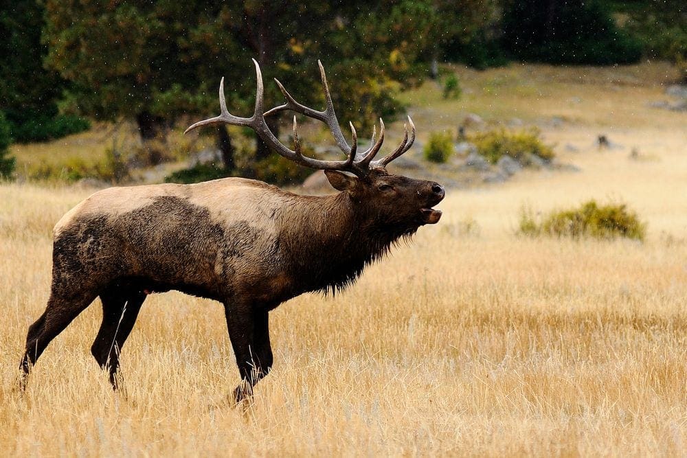 A large bull elk calls in brown field on an autumn day.