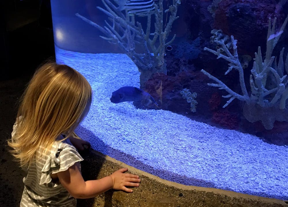Girl looks at a fish at the Seattle Aquarium, one of the best U.S. aquariums for kids.