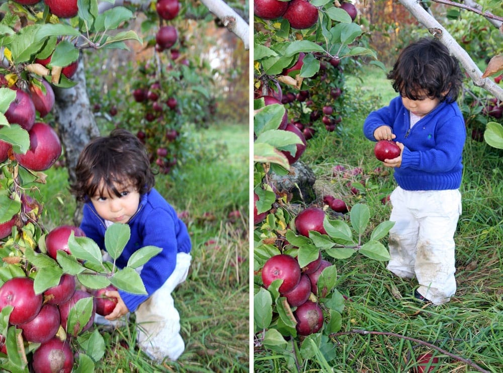 On the left: A young boy with large black curls crouches under an apple tree looking for treasure. On the right: A young boy with dark curls pick up a juicy red apple to take home.