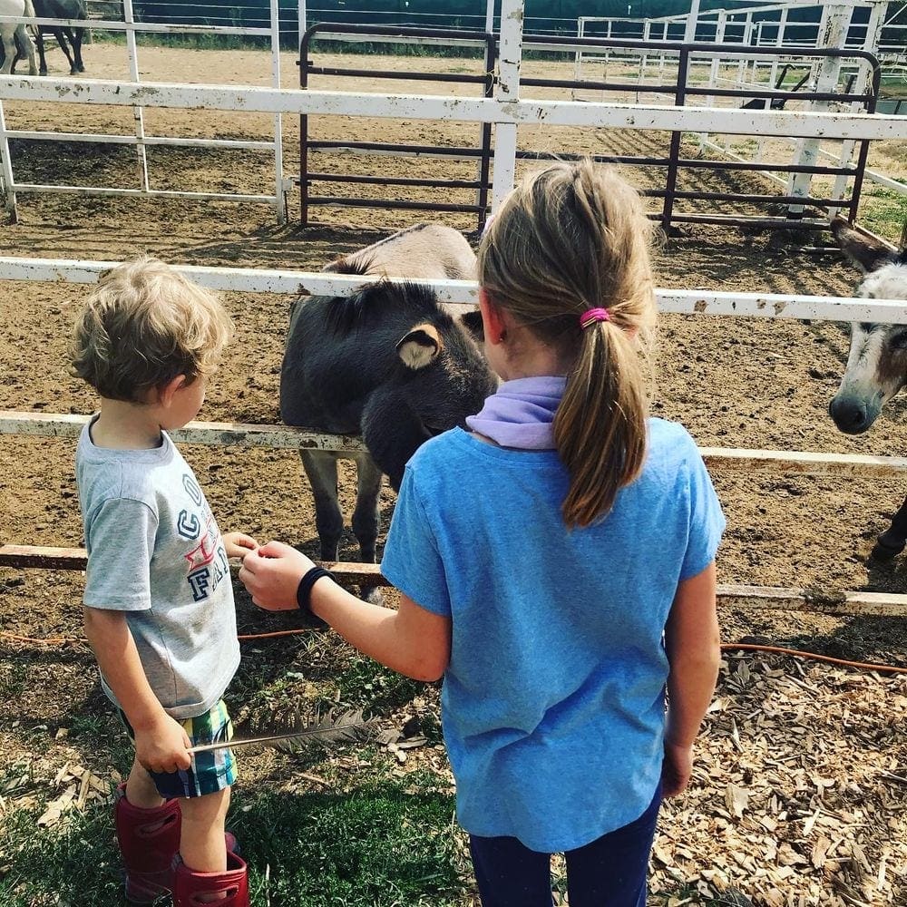 Two children look on at a cow at Ya Ya Farm, one of the best fall activities in Colorado with kids.