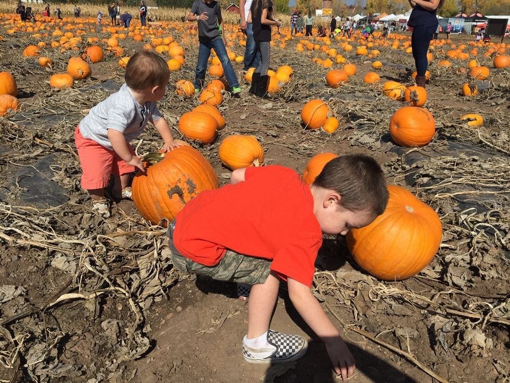 Two kids choose a pumpkin to cut off the vine at Chatfield Farm.