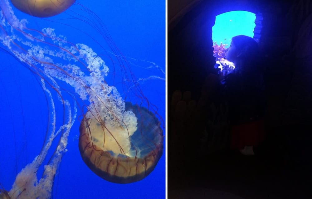 Left Image: A large jellyfish swims along in a tank at Monterey Bay Aquarium. Right Image: A small child peaks into a special aquarium exhibit at the Monterey Bay Aquarium.
