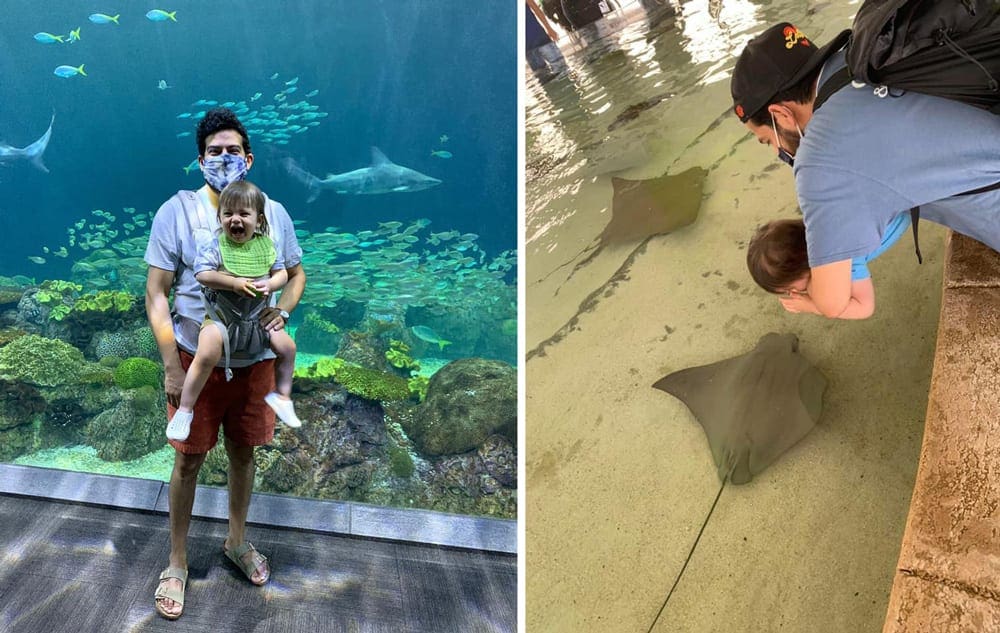 Left Image: A dad baby-wears a young child while standing in front of a large aquarium tank at The Shedd Aquarium. Right Image: A dad hold his child over a stingray touch tank at The Shedd Aquarium.