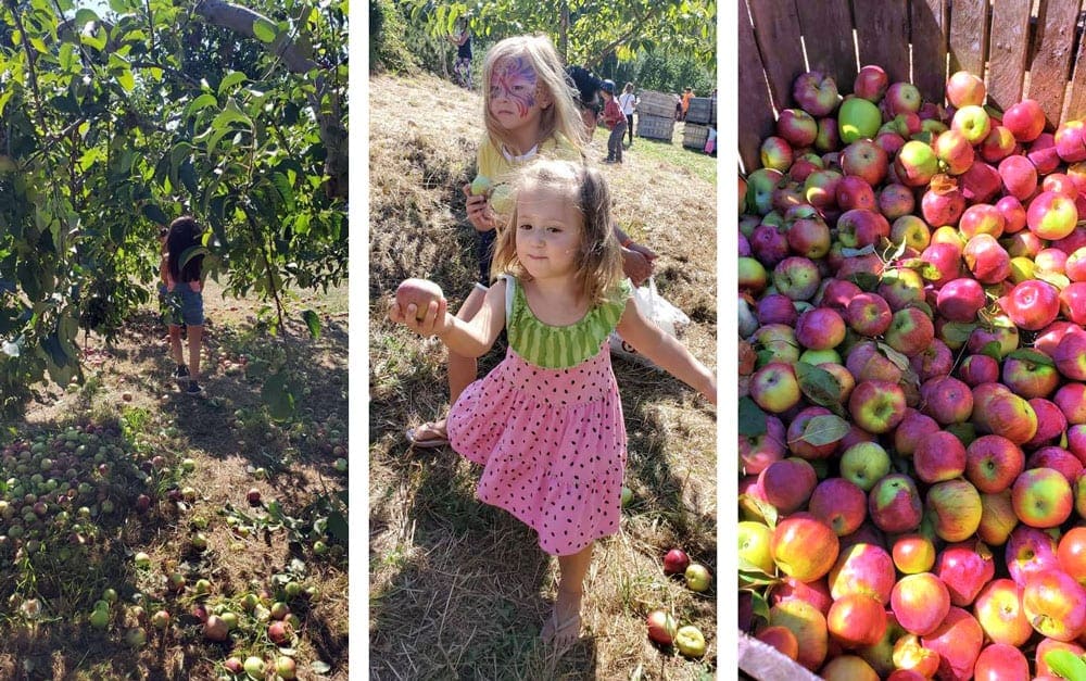 On the lef: A child stands amongst the apple trees reaching up to pick the perfect apple. In the center: A young girl and her sister show off their selected good. On the right: A colorful display of applies, including hues of red, yellow, and green.