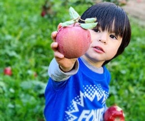 A young boy holds out an apple while enjoy an apple orchard near NYC.