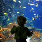 A little boy presses his face against the glass looking at the colorful fish in an aquarium exhibit.