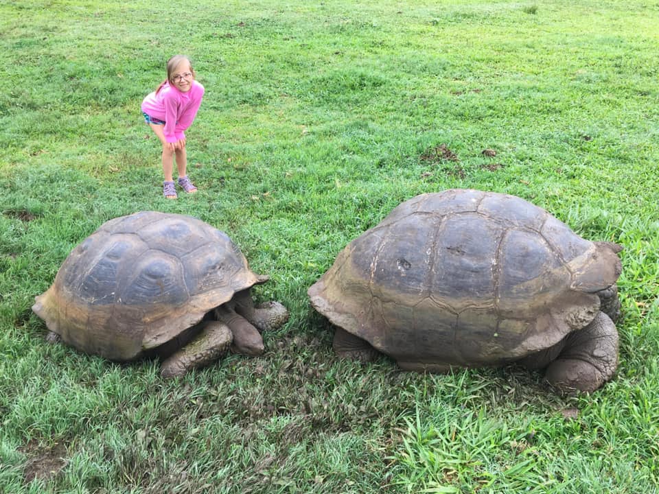 A young girl wearing a pick sweatshirts stands behind two large tortoises in the Galapagos Islands, one of the vacations to plan a year in advance.