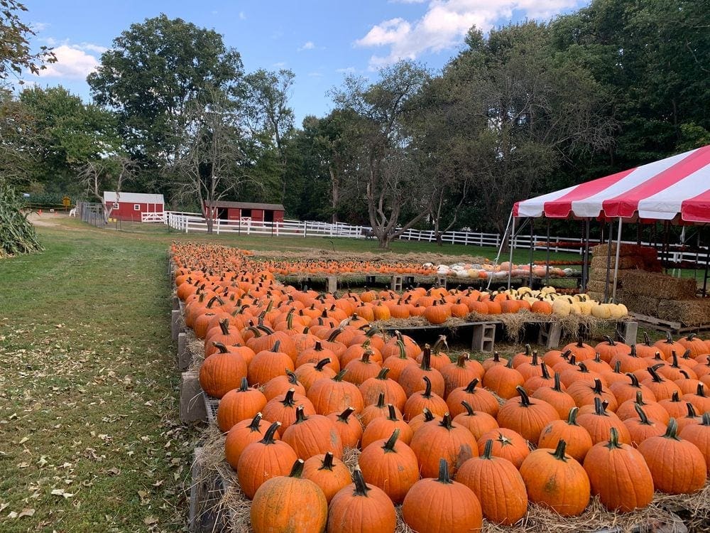 Several rows of stunning orange pumpkins set up for guests to choose.