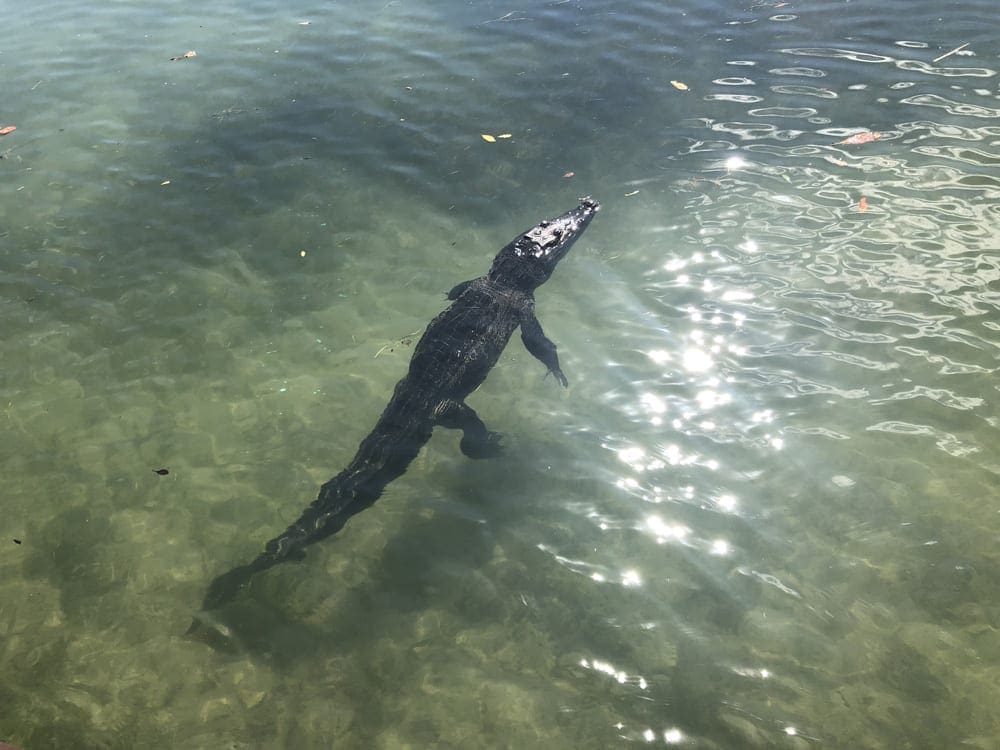 A crocodile floats in a body of water near Banyan Tree Mayakoba, Mexico.
