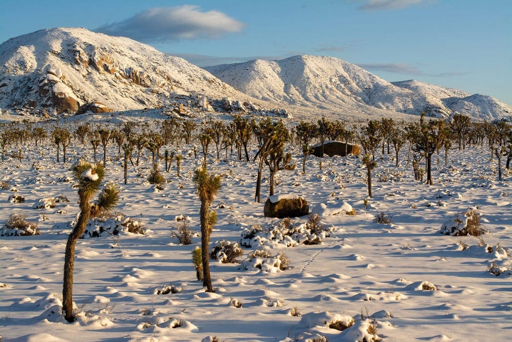 Inside Joshua Tree National Park, one of the best national parks in Winter with kids, snow-capped Joshua trees and rocky landmarks dot the foreground.