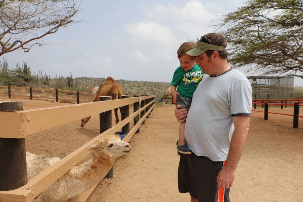 A dad holds his young son as they look at an alpaca behind a fence at the Philips Animal Garden in Aruba.