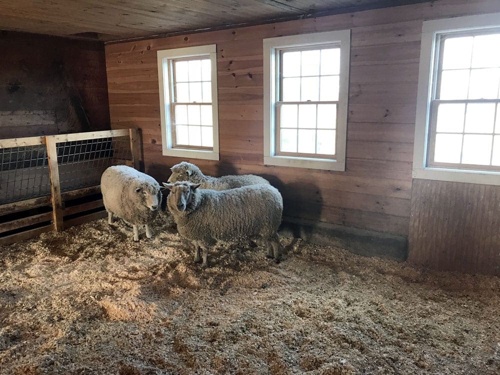 Three sheep inside the barn at Mountain View Grand Resort and Spa.