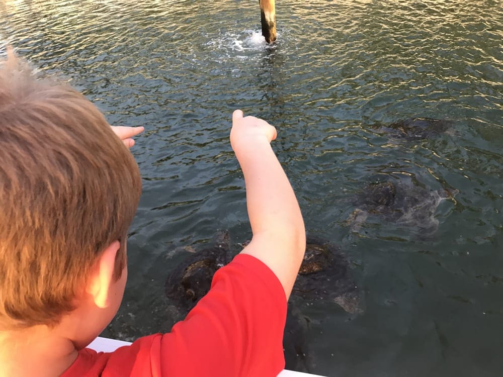 A young boy wearing a red shirt points into the water while exploring the Turtle Hospital near Key West.