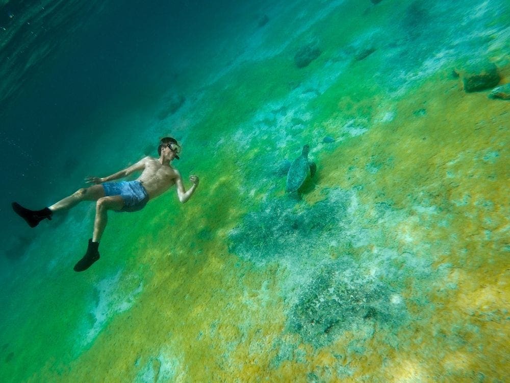A man snorkels in Bonaire, which is one of the best places to snorkel with kids. The man is looking at a sea turtle.