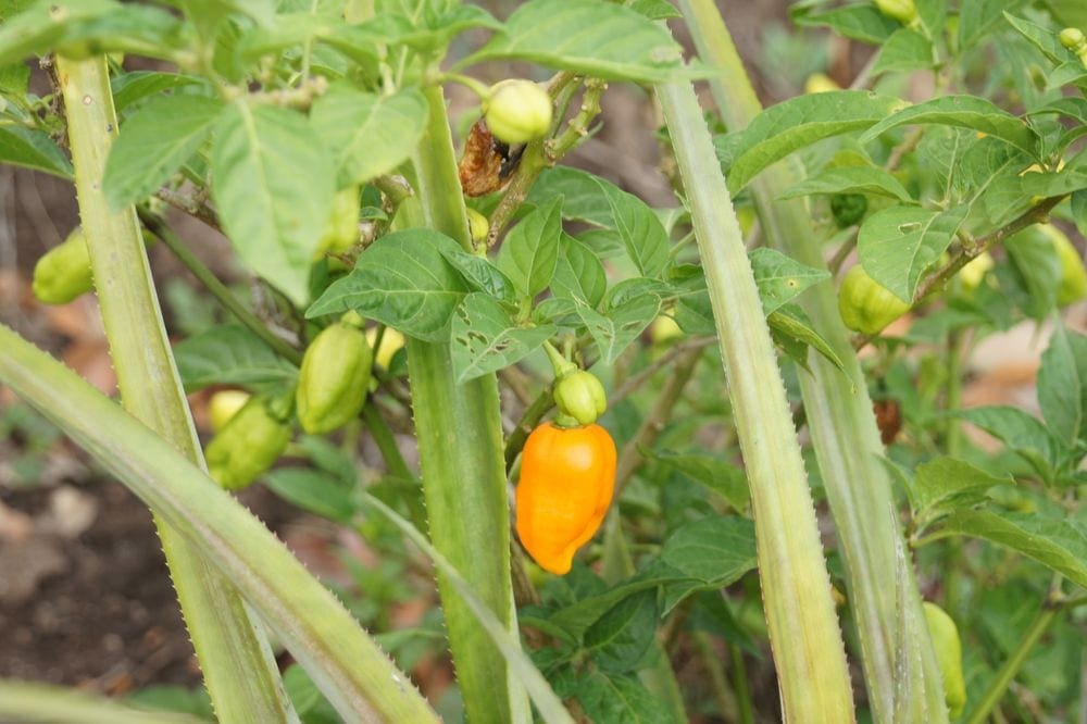 A close up of a hot peper growing along the Tet Paul Nature Trail in St. Lucia.