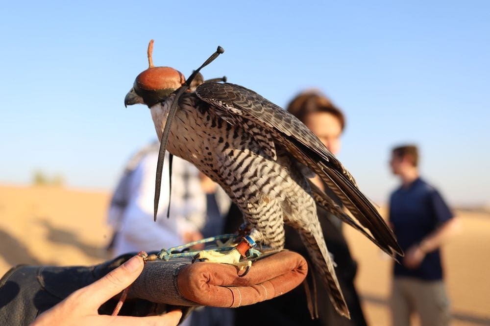 A hand holds a falcon as part of a desert tour with Platinum Heritage.